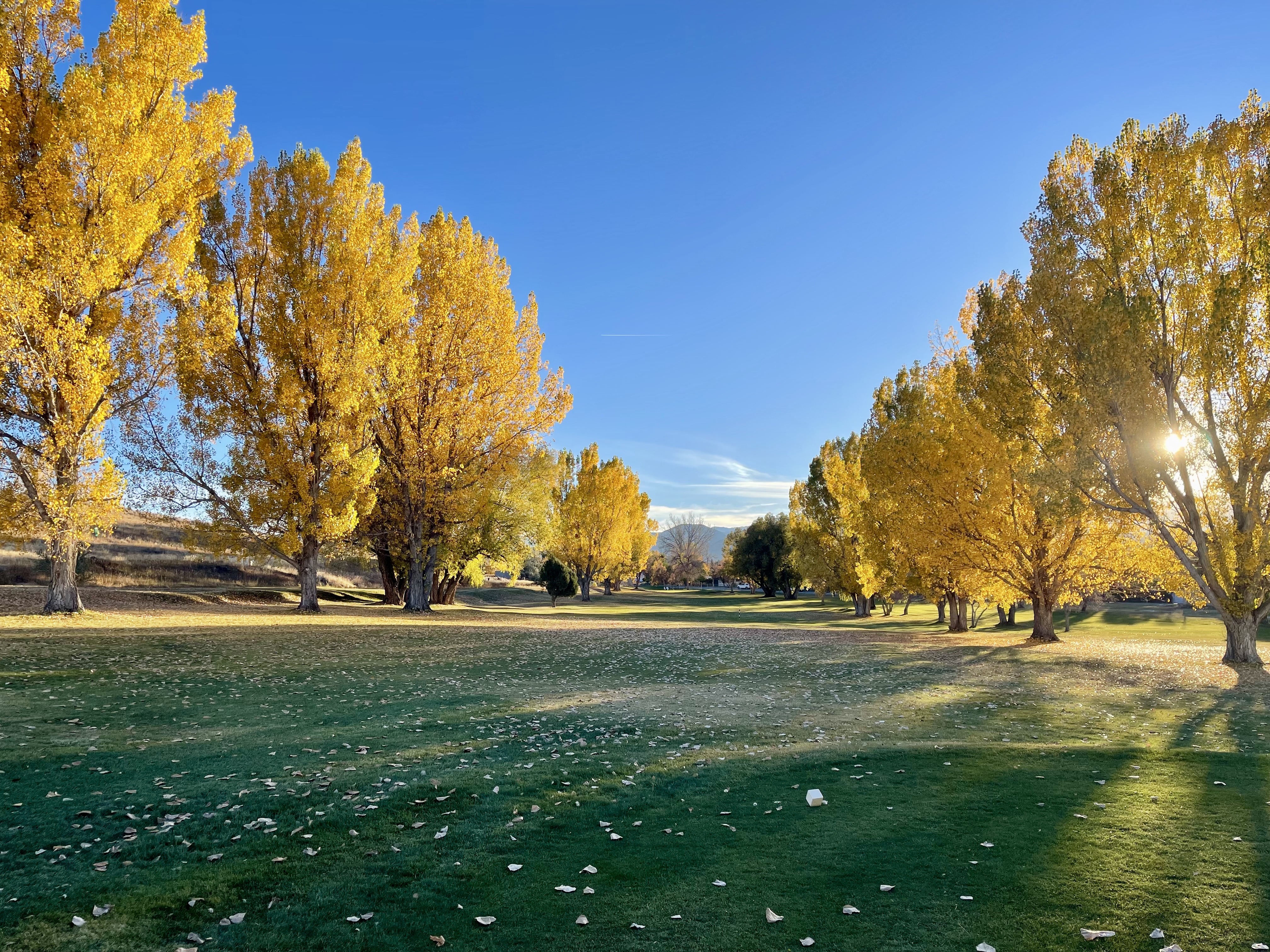 Yellow trees on golf course