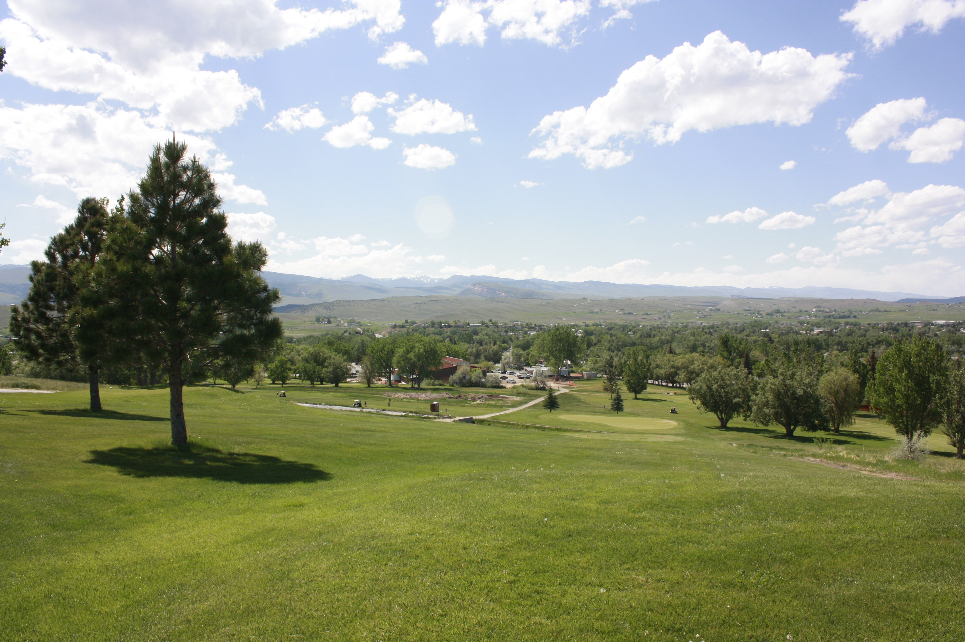 Tree on golf course